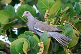 Bare-eyed Pigeon